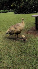 Mother Peahen with Chicks in a Tropical Garden Paradise 