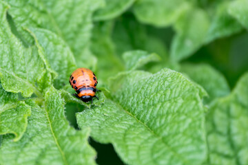Colorado potato beetle larva on a large green potato leaf, close-up