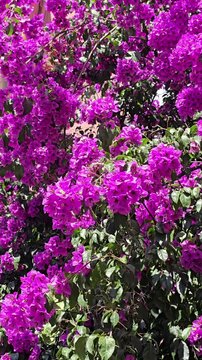 Beautiful blooming paper flower (Bougainvillea glabra) in margenta color. The lesser bougainvillea blossom in summer season.