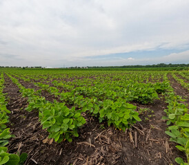 Rows of lush green young soybean plants in a no-till agricultural field. Green leafy plants are set against a wispy blue Summer sky. Captured in early June in the Midwest, USA.