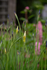 little baby iris flowers buds
