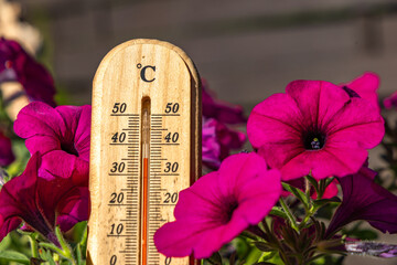 Temperature too high for garden flowers, thermometer measures high temperature in the garden,