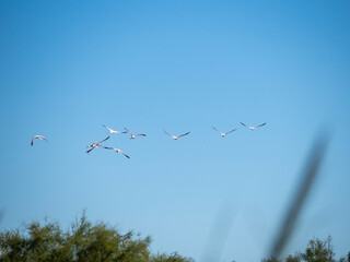 Flamingos in flight. Saintes-Maries-de-la-Mer, France