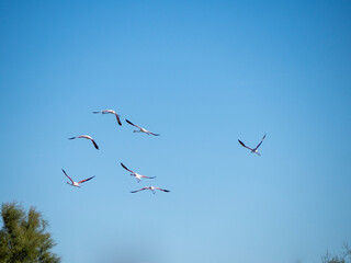 Flamingos in flight. Saintes-Maries-de-la-Mer, France