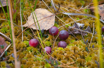Cranberries in a swamp in autumn in Karelia, Russia.
