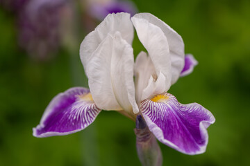 purple and white iris flower