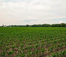 Rows of young corn crop plants in an agricultural field. Rural setting. Captured in early June in the Midwest USA. Soft morning sky.