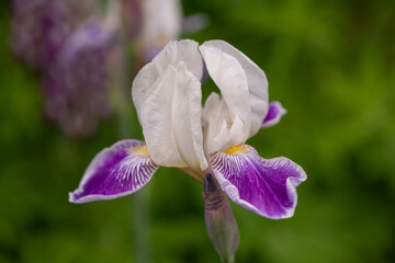 purple iris flower