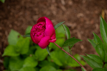 peony red in garden