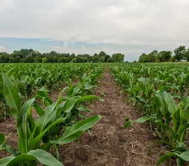 Rows of young corn crop plants in an agricultural field. Rural setting. Captured in early June in the Midwest USA. Soft morning sky.