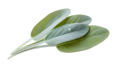 Three Sage Leaves Green Herb Culinary Aromatic Isolated on White Background