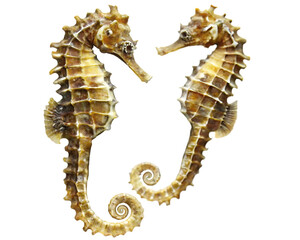 Obraz premium close up of a beautiful seahorse with intricate isolated on white background PNG ,AI GENERATED