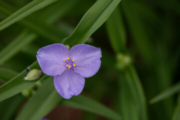purple flower 3 petlles
