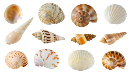  collection set of beach seashells isolated on white background PNG ,AI GENERATED