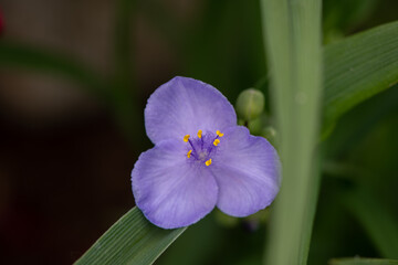 Virginia Tradescantia blue purple flower with three petals