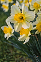 yellow flowers in the garden