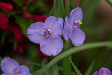 two little purple flowers Virginia Tradescantia