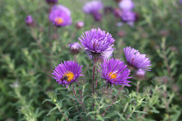 Beautiful purple daisies with yellow centres