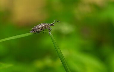 The ribbed ragweed, or ragweed detective Rhagium inquisitor, is a species of beetle in the barbel subfamily of the barbel family