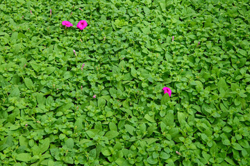 flowers Petunia stand out amidst a dense carpet of green vegetation.