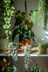 Home interior with ornamental plants - Philodendron Splendid, Peperomia prostrata, Ceropegia Woodii, Dischidia ovata. Shelf decorated with clay pots with variety of houseplants illuminated by sunlight © DimaBerlin
