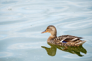 calm and brown duck swims on the waves on the pond, copy space
