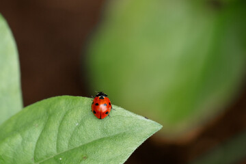 Fototapeta premium red ladybug crawling on green leaf of flower, close-up