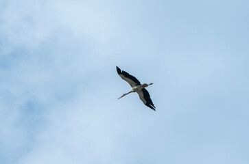 Stork fly on the sky.