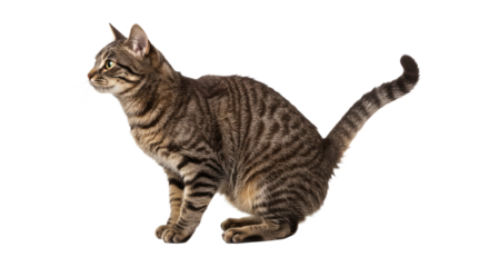 Tabby Cat Isolated on White Background 1.