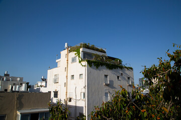 Fototapeta premium Typical Israeli roof top garden in the Old North area of Tel Aviv. Roof gardening, eco living.