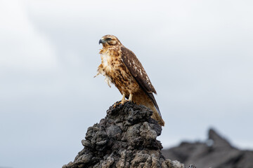 Hawk on branch Galapagos ecuador.
