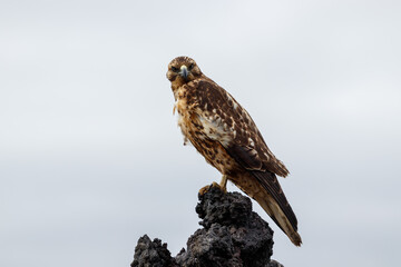 Hawk on branch Galapagos ecuador.