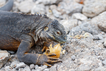 Land iguana endemic to the Galapagos islands, Ecuador