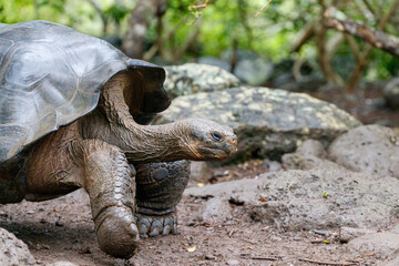 Giant endemic Galapagos turtle on a grassy landscape with his head up on the Galapagos island of Santa Cruz, Ecuador, South America