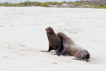 Sea lion standing isolated on white sand beach, Galapagos Islands, Ecuador.