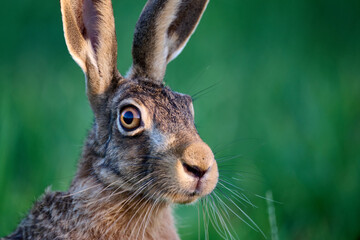 portrait of a Hare 