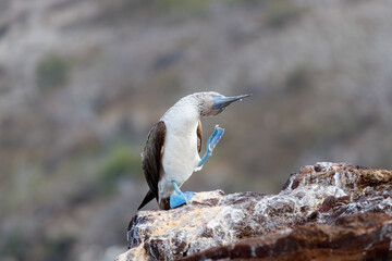 blue-footed boobie standing on rock and scratching head. galapagos, ecuador