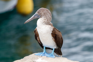 Blue footed booby standing on concrete edge in port. Galapagos, ecuador