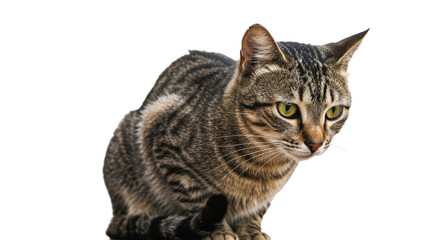 Fototapeta premium Adorable Tabby Cat Portrait Isolated on White.