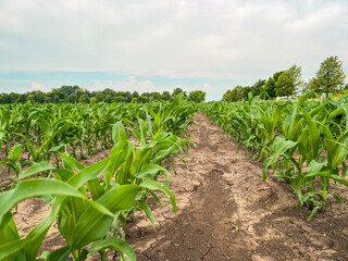 Rows of young corn crop plants in an agricultural field. Rural setting. Captured in early June in the Midwest USA. Soft morning sky.