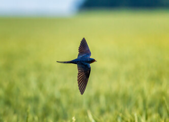 barn swallow bird flying swiftly over field on summer day