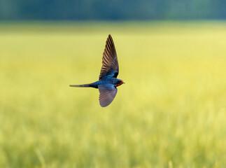 bee in flight