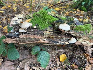 Fungus growing on dead tree trunk on ground