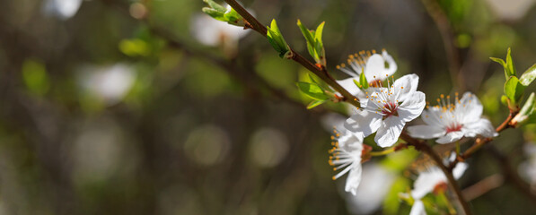 Spring background, banner - flowers of plum tree, selective focus, close up with space for text
