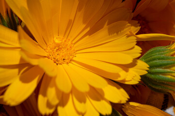Vibrant orange calendula flower in full bloom, close-up. Detailed petals and stamen, symbolizing...