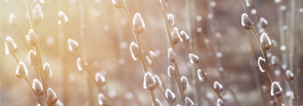 Flowering catkin on willow or brittle willow in the spring forest, banner. Selective focus closeup