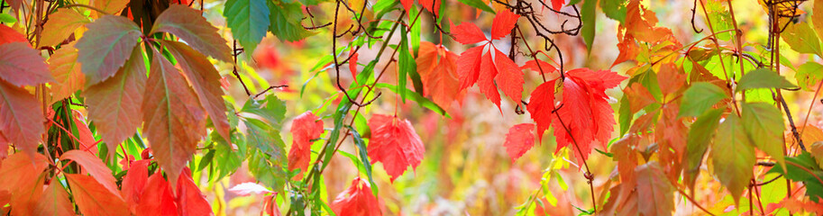 Autumn landscape, banner - a view of the foliage of the virgin ivy climbing the tree trunk in the...