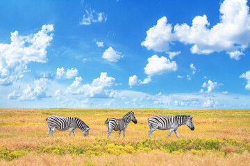 Summer landscape - view of a herd of zebras grazing in high grass under the hot summer sun. Wildlife scene from nature