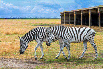 Summer landscape - view of two zebras grazing in dry steppe, Ukrainian nature reserve Askania-Nova,...