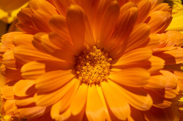 Close-up of vibrant orange calendula flower in full bloom. Macro view of marigold petals with rich...